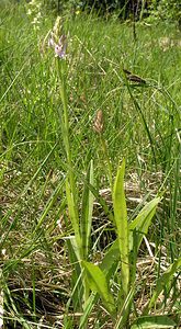 Dactylorhiza fuchsii (Orchidaceae)  - Dactylorhize de Fuchs, Orchis de Fuchs, Orchis tacheté des bois, Orchis de Meyer, Orchis des bois - Common Spotted-orchid Marne [France] 28/05/2005 - 220m