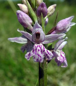 Dactylorhiza fuchsii (Orchidaceae)  - Dactylorhize de Fuchs, Orchis de Fuchs, Orchis tacheté des bois, Orchis de Meyer, Orchis des bois - Common Spotted-orchid Marne [France] 28/05/2005 - 220m