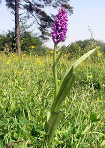 Dactylorhiza praetermissa (Orchidaceae)  - Dactylorhize négligé, Orchis négligé, Orchis oublié - Southern Marsh-orchid Marne [France] 28/05/2005 - 90m