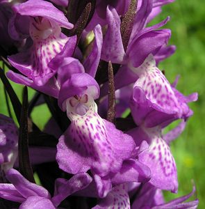 Dactylorhiza praetermissa (Orchidaceae)  - Dactylorhize négligé, Orchis négligé, Orchis oublié - Southern Marsh-orchid Marne [France] 28/05/2005 - 90m