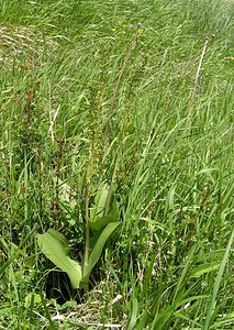 Neottia ovata (Orchidaceae)  - Néottie ovale, Grande Listère, Double-feuille, Listère à feuilles ovales, Listère ovale - Common Twayblade Seine-Maritime [France] 07/05/2005 - 180m