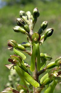 Neottia ovata (Orchidaceae)  - Néottie ovale, Grande Listère, Double-feuille, Listère à feuilles ovales, Listère ovale - Common Twayblade Seine-Maritime [France] 07/05/2005 - 180m