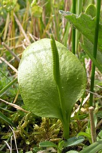 Ophioglossum vulgatum (Ophioglossaceae)  - Ophioglosse répandu, Herbe paille-en-queue, Herbe un coeur, Langue de serpent - Adder's-tongue Pas-de-Calais [France] 01/05/2005 - 10m