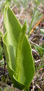 Ophioglossum vulgatum (Ophioglossaceae)  - Ophioglosse répandu, Herbe paille-en-queue, Herbe un coeur, Langue de serpent - Adder's-tongue Pas-de-Calais [France] 01/05/2005 - 10m