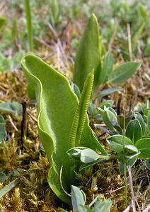 Ophioglossum vulgatum (Ophioglossaceae)  - Ophioglosse répandu, Herbe paille-en-queue, Herbe un coeur, Langue de serpent - Adder's-tongue Pas-de-Calais [France] 01/05/2005 - 10m