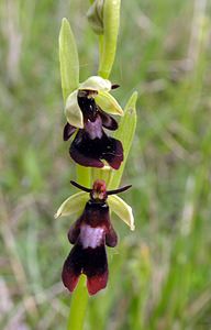 Ophrys insectifera (Orchidaceae)  - Ophrys mouche - Fly Orchid Seine-Maritime [France] 07/05/2005 - 170m