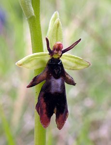 Ophrys insectifera (Orchidaceae)  - Ophrys mouche - Fly Orchid Seine-Maritime [France] 07/05/2005 - 170m