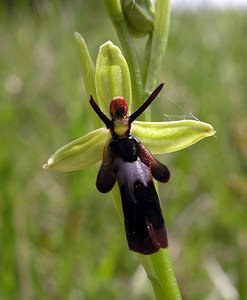 Ophrys insectifera (Orchidaceae)  - Ophrys mouche - Fly Orchid Seine-Maritime [France] 07/05/2005 - 170m
