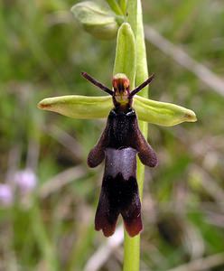 Ophrys insectifera (Orchidaceae)  - Ophrys mouche - Fly Orchid Seine-Maritime [France] 07/05/2005 - 170m