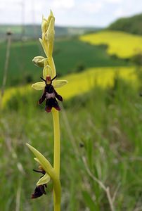 Ophrys insectifera (Orchidaceae)  - Ophrys mouche - Fly Orchid Seine-Maritime [France] 07/05/2005 - 170m