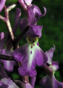 Orchis mascula (Orchidaceae)  - Orchis mâle - Early-purple Orchid Pas-de-Calais [France] 01/05/2005 - 60m