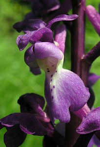 Orchis mascula (Orchidaceae)  - Orchis mâle - Early-purple Orchid Seine-Maritime [France] 07/05/2005 - 180m