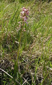 Orchis purpurea (Orchidaceae)  - Orchis pourpre, Grivollée, Orchis casque, Orchis brun - Lady Orchid Seine-Maritime [France] 07/05/2005 - 110m