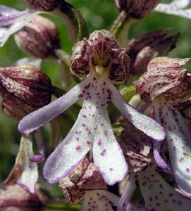 Orchis purpurea (Orchidaceae)  - Orchis pourpre, Grivollée, Orchis casque, Orchis brun - Lady Orchid Seine-Maritime [France] 07/05/2005 - 110m