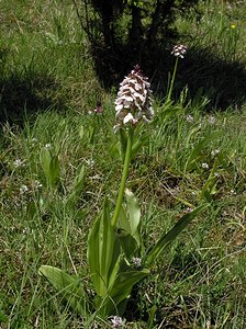 Orchis purpurea (Orchidaceae)  - Orchis pourpre, Grivollée, Orchis casque, Orchis brun - Lady Orchid Seine-Maritime [France] 07/05/2005 - 110m