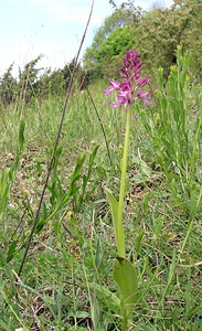 Orchis x hybrida (Orchidaceae)  - Orchis hybrideOrchis militaris x Orchis purpurea. Seine-Maritime [France] 07/05/2005 - 170m