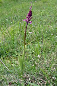 Orchis x hybrida (Orchidaceae)  - Orchis hybrideOrchis militaris x Orchis purpurea. Seine-Maritime [France] 07/05/2005 - 170m