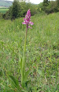 Orchis x hybrida (Orchidaceae)  - Orchis hybrideOrchis militaris x Orchis purpurea. Seine-Maritime [France] 07/05/2005 - 170m