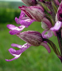 Orchis x hybrida (Orchidaceae)  - Orchis hybrideOrchis militaris x Orchis purpurea. Seine-Maritime [France] 07/05/2005 - 170m