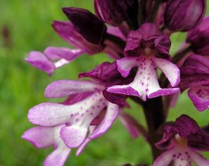 Orchis x hybrida (Orchidaceae)  - Orchis hybrideOrchis militaris x Orchis purpurea. Seine-Maritime [France] 07/05/2005 - 170m