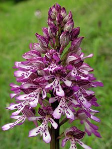 Orchis x hybrida (Orchidaceae)  - Orchis hybrideOrchis militaris x Orchis purpurea. Seine-Maritime [France] 07/05/2005 - 170m