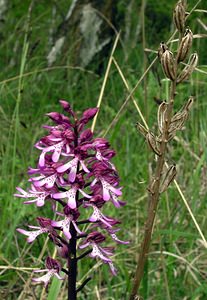 Orchis x hybrida (Orchidaceae)  - Orchis hybrideOrchis militaris x Orchis purpurea. Seine-Maritime [France] 22/05/2005 - 170m