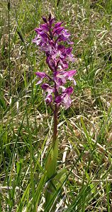 Orchis x hybrida (Orchidaceae)  - Orchis hybrideOrchis militaris x Orchis purpurea. Marne [France] 28/05/2005 - 220m