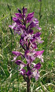 Orchis x hybrida (Orchidaceae)  - Orchis hybrideOrchis militaris x Orchis purpurea. Marne [France] 28/05/2005 - 220m