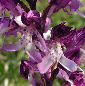 Orchis x hybrida (Orchidaceae)  - Orchis hybrideOrchis militaris x Orchis purpurea. Marne [France] 28/05/2005 - 220m