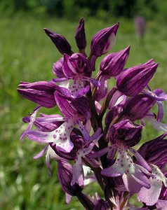 Orchis x hybrida (Orchidaceae)  - Orchis hybrideOrchis militaris x Orchis purpurea. Marne [France] 28/05/2005 - 220m