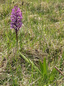 Orchis x hybrida (Orchidaceae)  - Orchis hybrideOrchis militaris x Orchis purpurea. Marne [France] 28/05/2005 - 220m