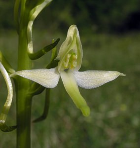 Platanthera bifolia (Orchidaceae)  - Platanthère à deux feuilles, Platanthère à fleurs blanches - Lesser Butterfly-orchid Marne [France] 28/05/2005 - 210m