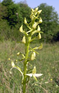 Platanthera bifolia (Orchidaceae)  - Platanthère à deux feuilles, Platanthère à fleurs blanches - Lesser Butterfly-orchid Marne [France] 28/05/2005 - 210m