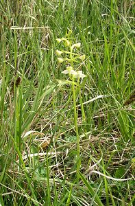 Platanthera chlorantha (Orchidaceae)  - Platanthère à fleurs verdâtres, Orchis vert, Orchis verdâtre, Plalatanthère des montagnes, Platanthère verdâtre - Greater Butterfly-orchid Seine-Maritime [France] 22/05/2005 - 170m