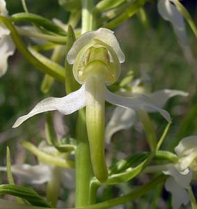 Platanthera chlorantha (Orchidaceae)  - Platanthère à fleurs verdâtres, Orchis vert, Orchis verdâtre, Plalatanthère des montagnes, Platanthère verdâtre - Greater Butterfly-orchid Marne [France] 28/05/2005 - 220m