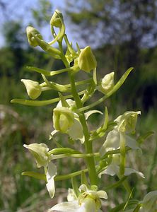 Platanthera chlorantha (Orchidaceae)  - Platanthère à fleurs verdâtres, Orchis vert, Orchis verdâtre, Plalatanthère des montagnes, Platanthère verdâtre - Greater Butterfly-orchid Marne [France] 28/05/2005 - 220m