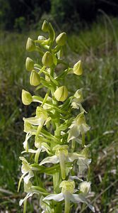 Platanthera chlorantha (Orchidaceae)  - Platanthère à fleurs verdâtres, Orchis vert, Orchis verdâtre, Plalatanthère des montagnes, Platanthère verdâtre - Greater Butterfly-orchid Marne [France] 28/05/2005 - 220m