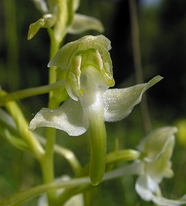 Platanthera x hybrida (Orchidaceae)  - Platanthère hybridePlatanthera bifolia x Platanthera chlorantha. Marne [France] 28/05/2005 - 210m