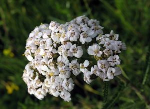 Achillea millefolium (Asteraceae)  - Achillée millefeuille, Herbe au charpentier - Yarrow  [Pays-Bas] 25/06/2005