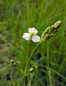 Alisma plantago-aquatica (Alismataceae)  - Plantain-d'eau commun, Grand plantain-d'eau, Alisme plantain-deau - Water-plantain  [Pays-Bas] 25/06/2005