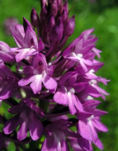 Anacamptis pyramidalis (Orchidaceae)  - Orchis pyramidal - Pyramidal Orchid Aube [France] 03/06/2005 - 250m