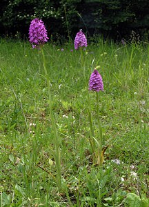 Anacamptis pyramidalis (Orchidaceae)  - Orchis pyramidal - Pyramidal Orchid Aube [France] 03/06/2005 - 340m