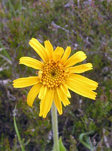 Arnica montana (Asteraceae)  - Arnica des montagnes, Arnica, Herbe aux prêcheurs Ardennes [France] 12/06/2005 - 310m