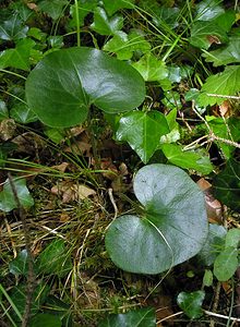 Asarum europaeum (Aristolochiaceae)  - Asaret d'Europe, Asaret, Cabaret, Oreille-d'homme, Roussin - Asarabacca Cote-d'Or [France] 04/06/2005 - 370m