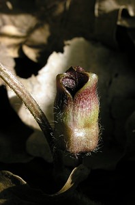 Asarum europaeum (Aristolochiaceae)  - Asaret d'Europe, Asaret, Cabaret, Oreille-d'homme, Roussin - Asarabacca Cote-d'Or [France] 05/06/2005 - 490m