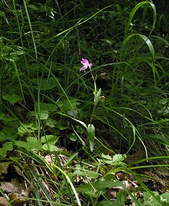 Cephalanthera rubra (Orchidaceae)  - Céphalanthère rouge, Elléborine rouge - Red Helleborine Marne [France] 18/06/2005 - 130m