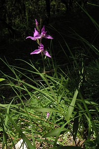 Cephalanthera rubra (Orchidaceae)  - Céphalanthère rouge, Elléborine rouge - Red Helleborine Marne [France] 18/06/2005 - 130m