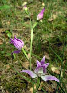 Cephalanthera rubra (Orchidaceae)  - Céphalanthère rouge, Elléborine rouge - Red Helleborine Marne [France] 18/06/2005 - 130m