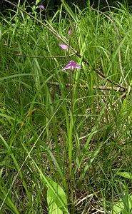 Cephalanthera rubra (Orchidaceae)  - Céphalanthère rouge, Elléborine rouge - Red Helleborine Marne [France] 18/06/2005 - 130m