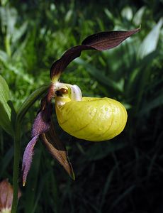 Cypripedium calceolus (Orchidaceae)  - Sabot-de-Vénus - Lady's-slipper Cote-d'Or [France] 04/06/2005 - 370m